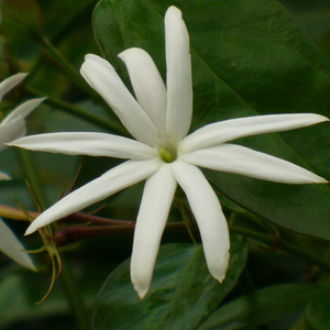 Angel Wing Jasmine, Shining Jasmine, Star Jasmine, Jasminum laurifolium f. nitidum, J. nitidum, J. magnificum, J. ilicifolium